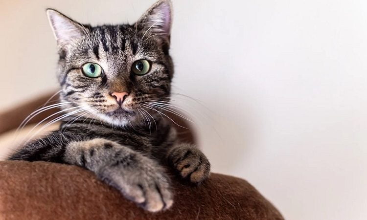 Evcil Hayvanlar Gezi Rehberi