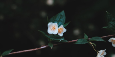 Amasya Gezilecek Yerler
