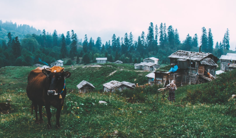 Artvin Gezilecek Yerler