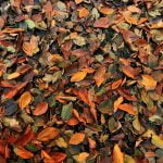 Türkiye Gezilecek Yerler Yedigöller