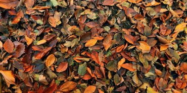 Türkiye Gezilecek Yerler Yedigöller