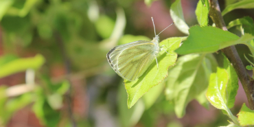İzmit'te Doğa İçinde Yapılacak Aktiviteler