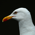 En İyi Batı Karadeniz Turu Rotaları