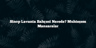 Sinop Lavanta Bahçesi Nerede? Muhteşem Manzaralar