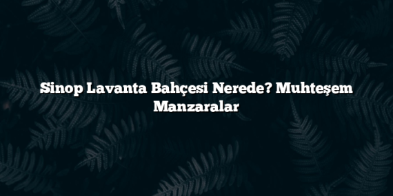 Sinop Lavanta Bahçesi Nerede? Muhteşem Manzaralar