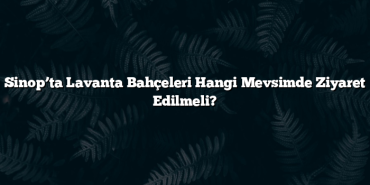 Sinop’ta Lavanta Bahçeleri Hangi Mevsimde Ziyaret Edilmeli?