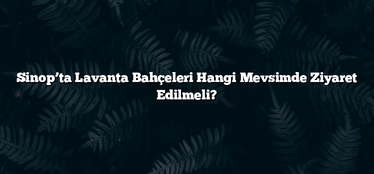 Sinop’ta Lavanta Bahçeleri Hangi Mevsimde Ziyaret Edilmeli?