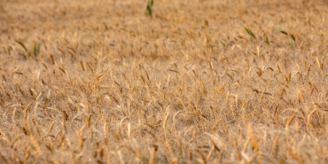 Ağrı Yazın Gezilecek Yerler