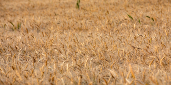 Ağrı Yazın Gezilecek Yerler
