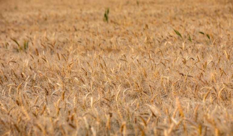 Ağrı Yazın Gezilecek Yerler