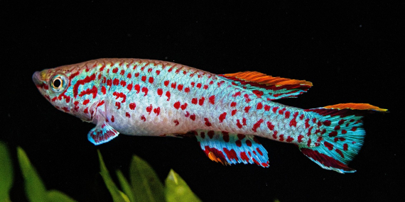 Kilis Mutlaka Gezilmesi Gereken 10 Yer