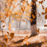 turkiye-sonbahar-gezilecek-yerler-d6c142743cf4969459a2e6d75bd2e1d2