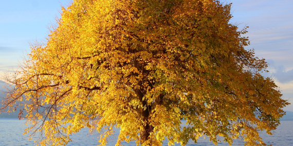 Doğanın Kalbinde: En İyi Yürüyüş Rotaları
